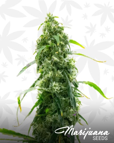 Critical x NL min