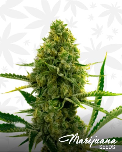 Critical x No Name min