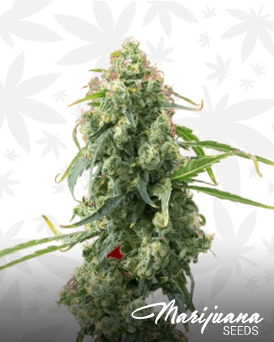Critical x Somango min