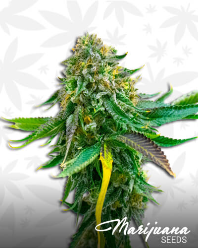 Girl Scout Cookies x Blue Head Band