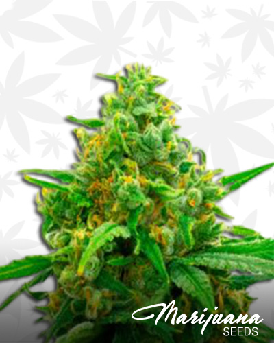 Girl Scout Cookies x Cheese
