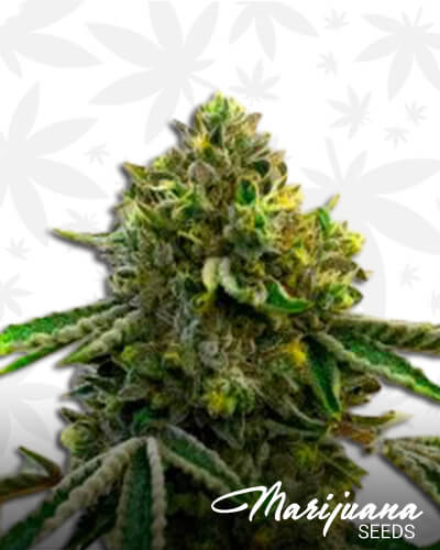 Girl Scout Cookies x Jack Herer