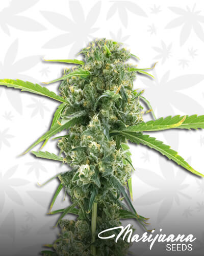 Girl Scout Cookies x Kush