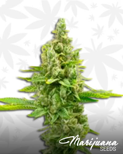 Girl Scout Cookies x Sour Diesel