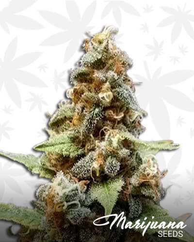 Gorilla Lemon Fire