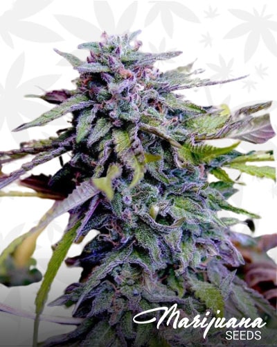 Grandaddy Purple min