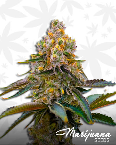 Grape Killer 99
