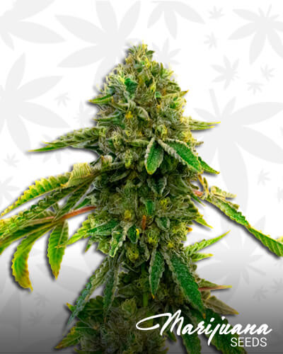 Green Crack x AK47