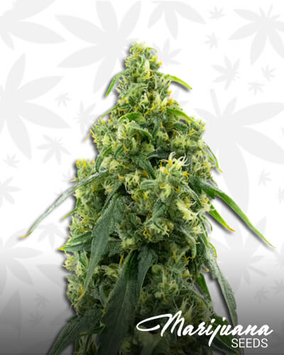 Green Crack x Amnesia Haze