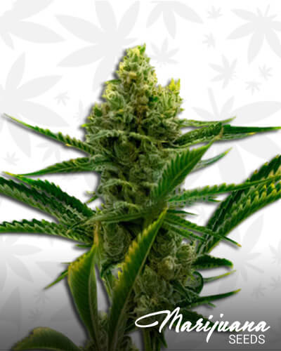 Green Crack x Core