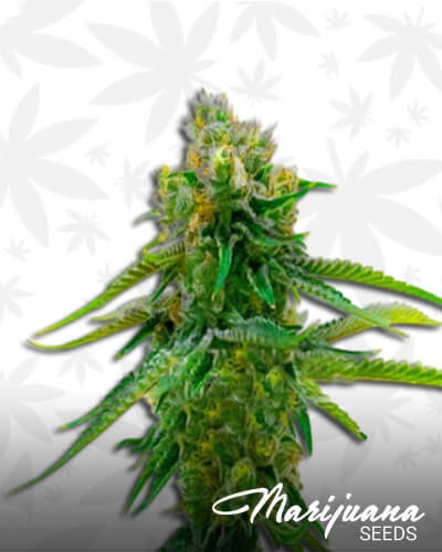 Green Crack x Somango