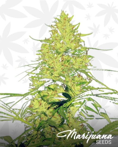 Harlequin x bubba kush min