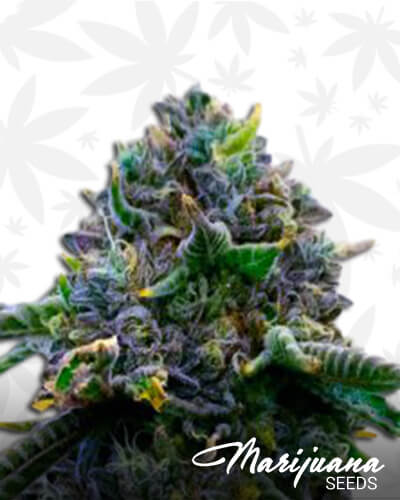 Hawaii x Purple Skunk