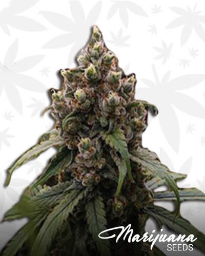 Jack Herer x Superskunk