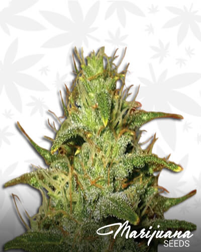 Lemon Haze Diesel