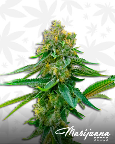 Lyly Sour x Blue OG