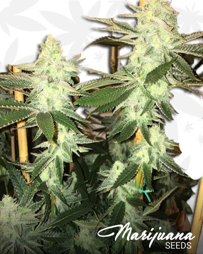 Monkey OG