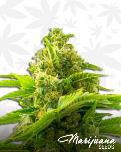 Northern Lights 10 x Amnesia Haze