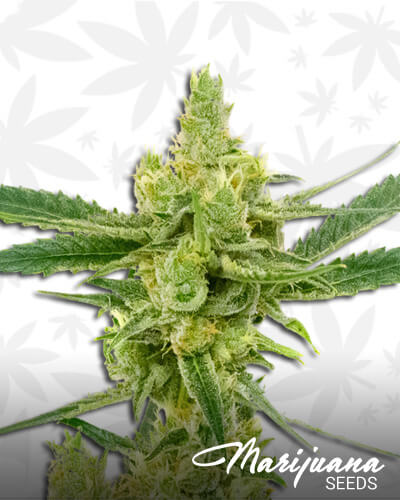 Northern Lights 5 x Amnesia Haze