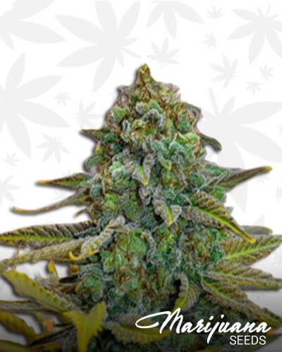 Northern Lights x c99