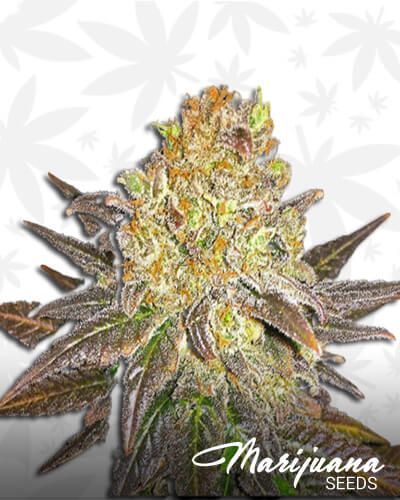Oregon Peach