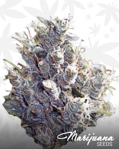 sour bubble gum strain outdoor sour bubble gum strain outdoor