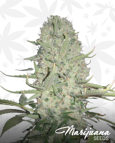 Piensa en White Widow x Chronic min
