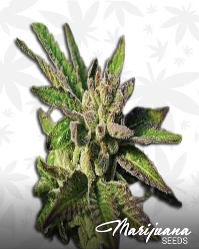 Purple Gelato