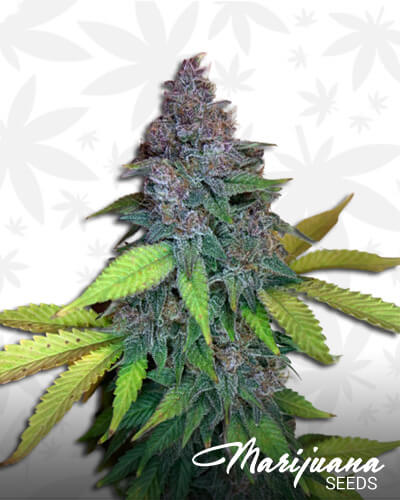 Purple Star Killer