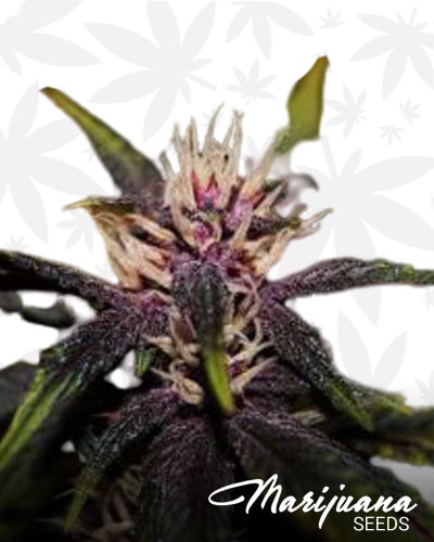 Purplediol Auto CBD min
