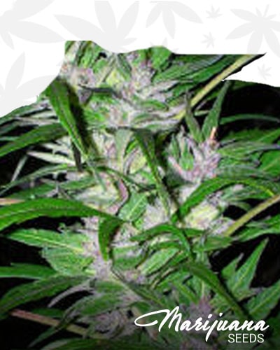 Purpleskunk 1 min