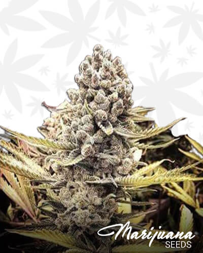 Quattro KushAk The Big Sour