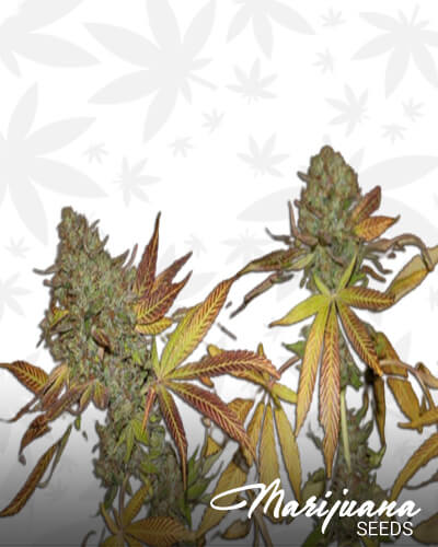 Rainbow Jones Haze