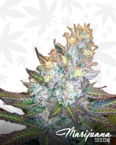 Rainbow Sherbert