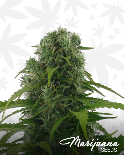 Rapid Afghan