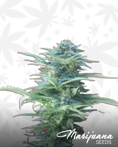 Rapid Bud