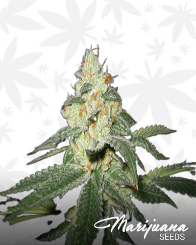 Raskal’s OG Kush