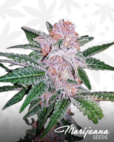 Raspberry Dosido
