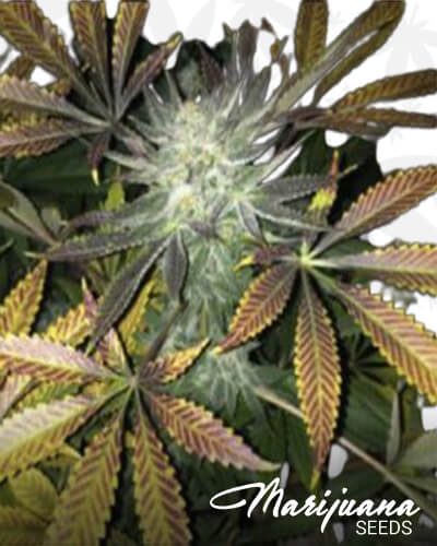 Raspberry Hashplant