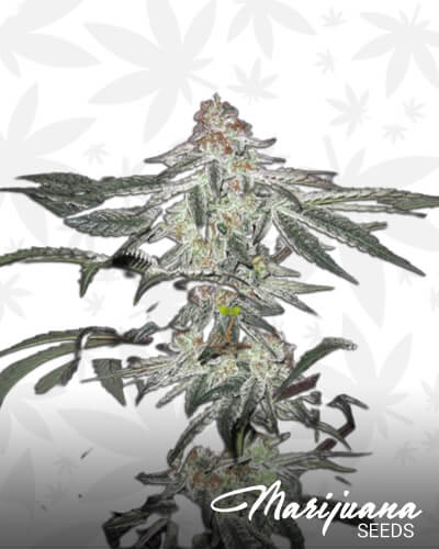 Raw Cookies