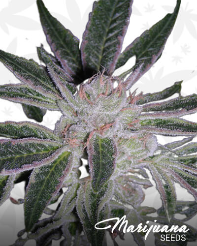 Raw Kush