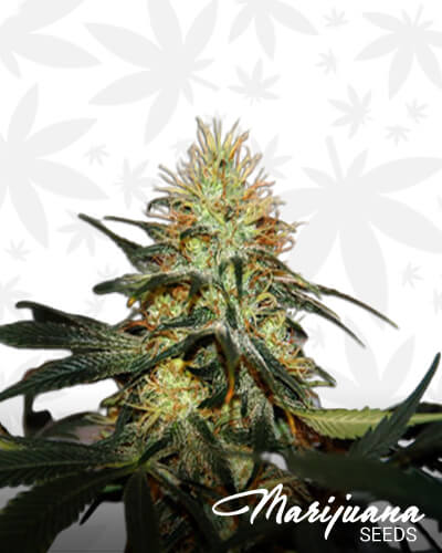 Recovery Haze
