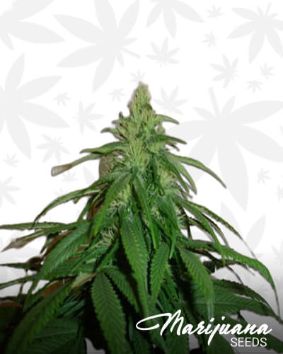 Red Colombian Haze