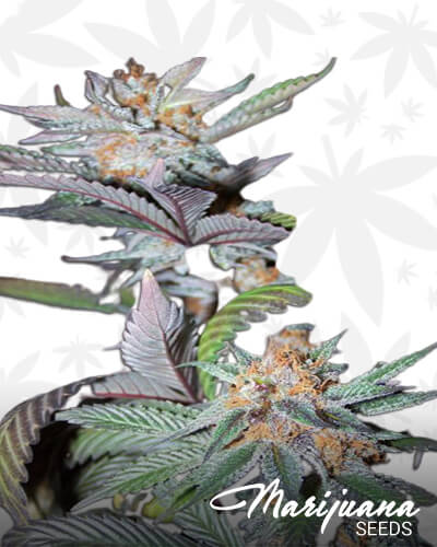 Red Heri Fruit Bud