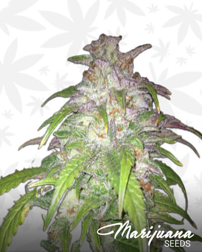 Rocky Mountain Sour Kush