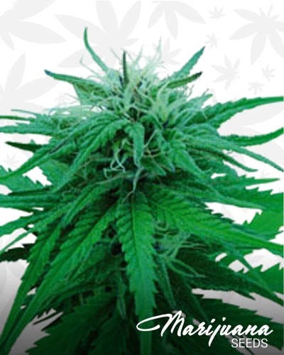 Ruderalis Indica min