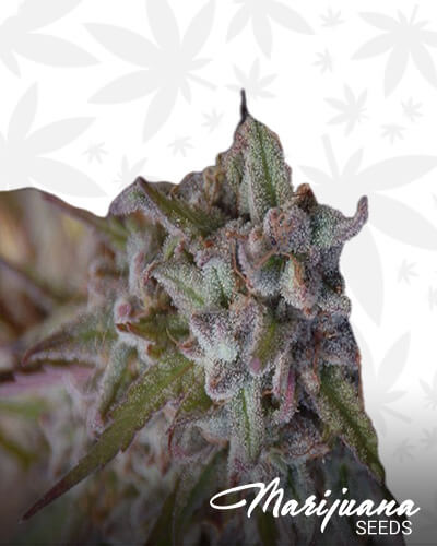 SR 71 PKAka SR71 PK SR 71 Purple Kush