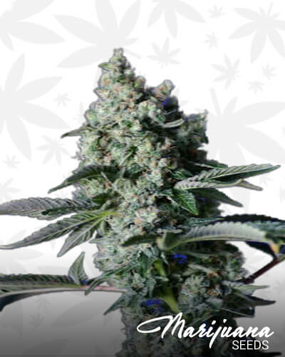 Sage N’ Sour OG
