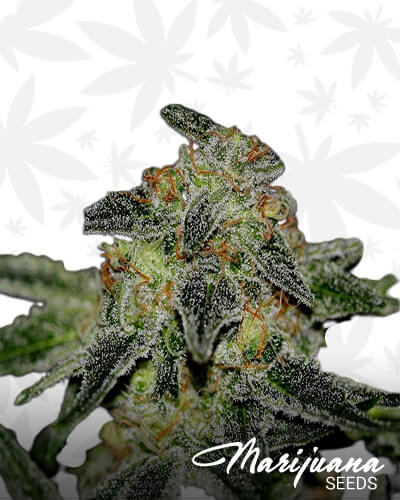 Saint OG