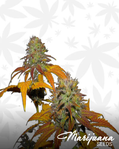 San Fernando Diesel
